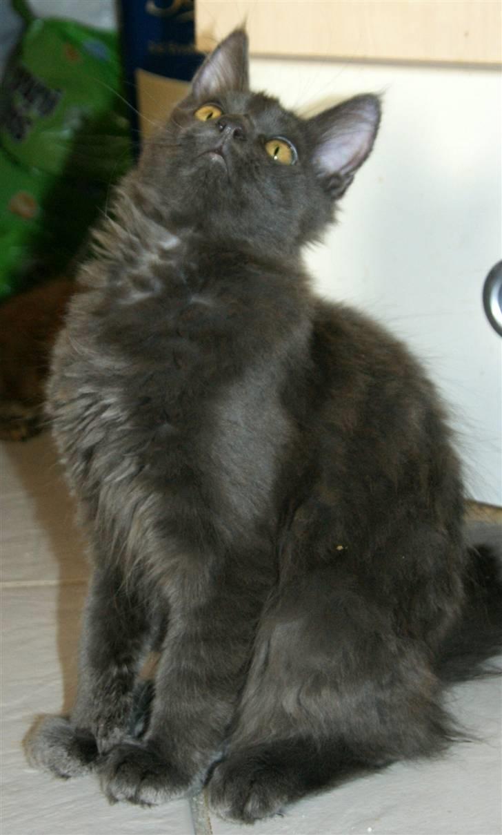 Maine Coon Tomahawk´s bull goes hunt billede 15