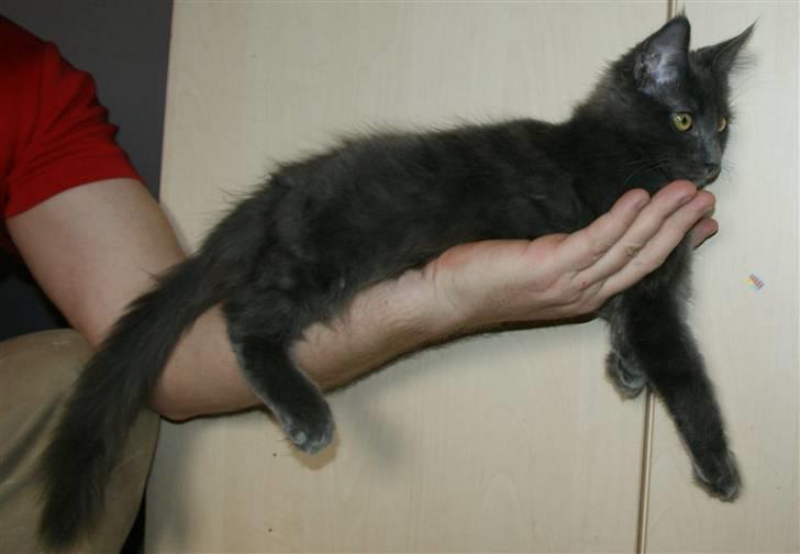 Maine Coon Tomahawk´s bull goes hunt billede 16