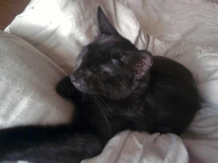 Huskat Blacky SOLGT - her er nasakada nu hun er blevet en smuk kat dov bruger jeg lidt penge på hende til hense´s astma medecin men ellers ud over det er hun frisk som en fisk billede 6