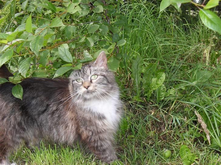 Blanding af racer sandy billede 4