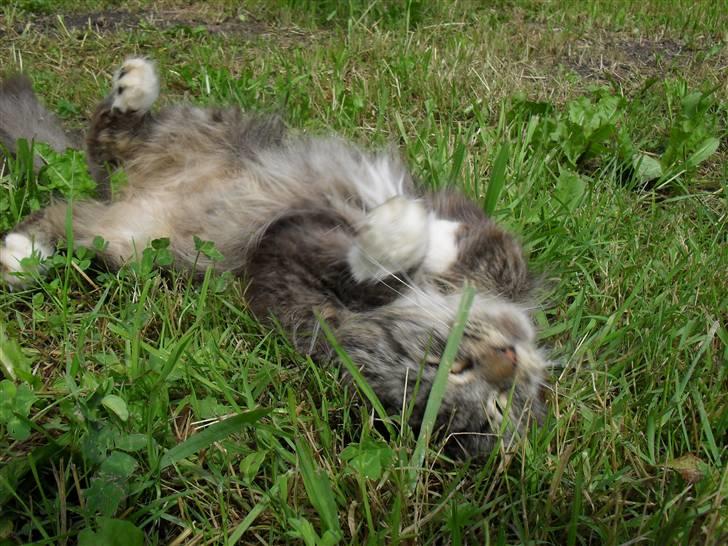 Blanding af racer sandy billede 5