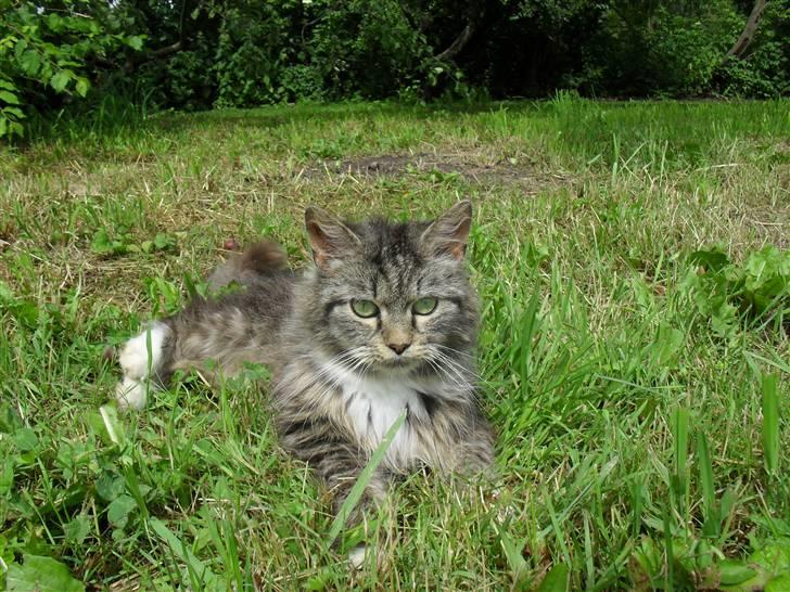 Blanding af racer sandy billede 6