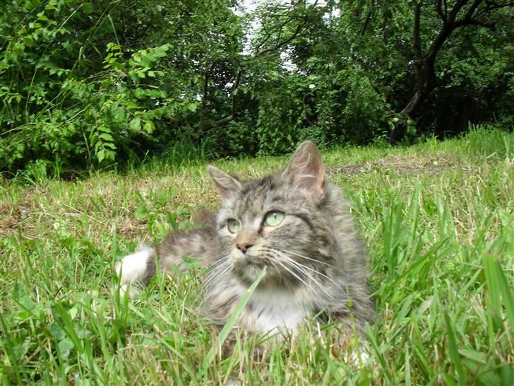 Blanding af racer sandy billede 7