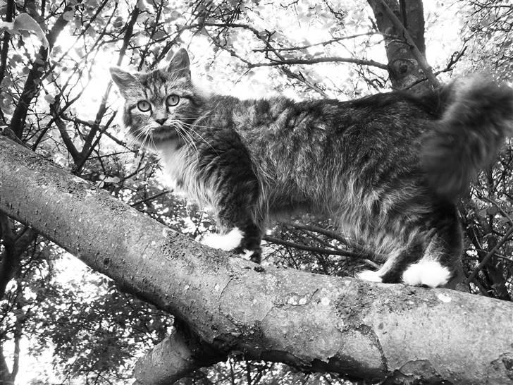 Blanding af racer sandy billede 8