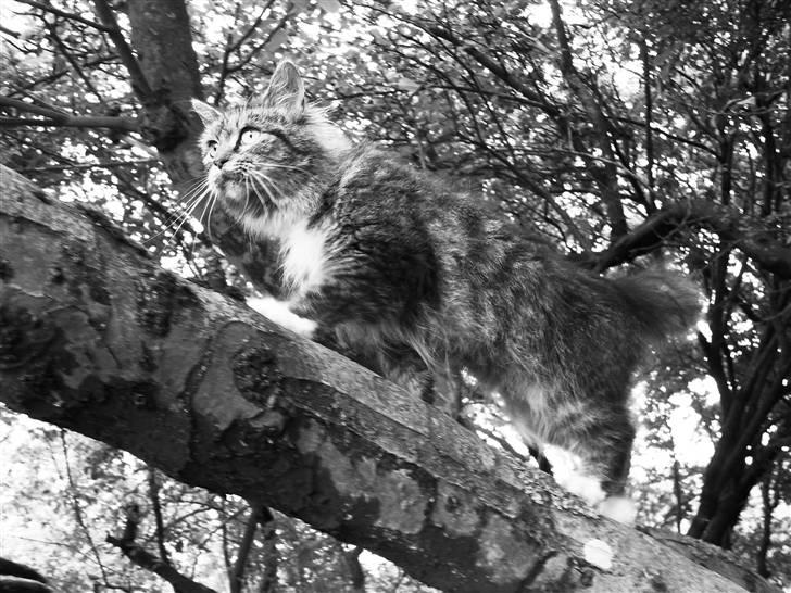 Blanding af racer sandy billede 9