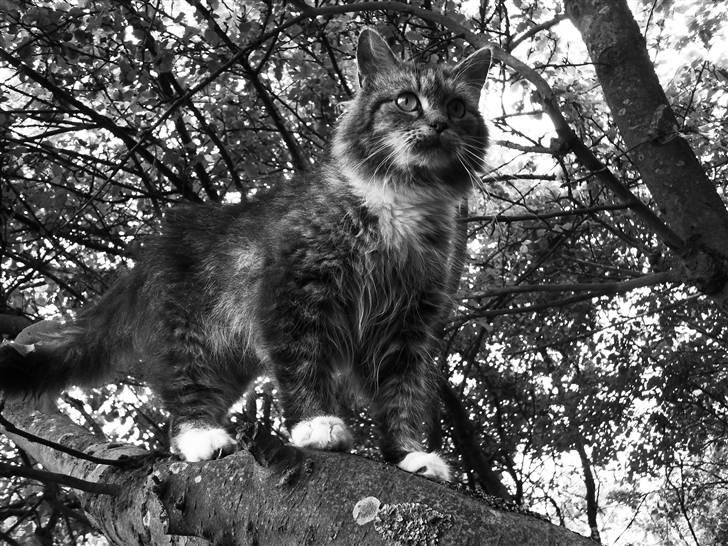 Blanding af racer sandy billede 10