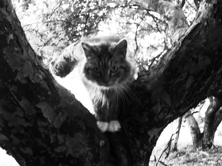 Blanding af racer sandy billede 11