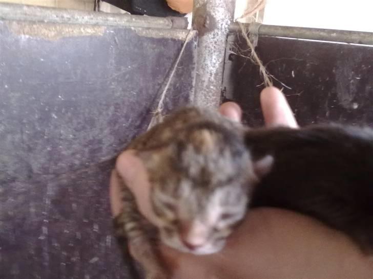 Huskat lucky billede 1