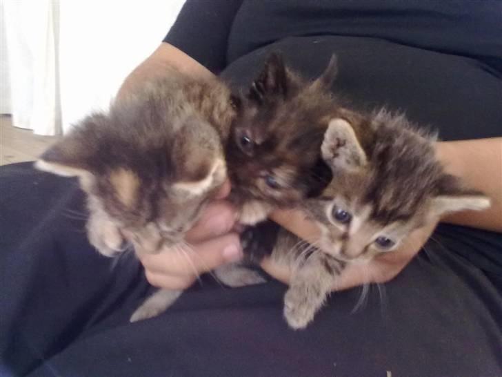 Huskat lucky billede 2