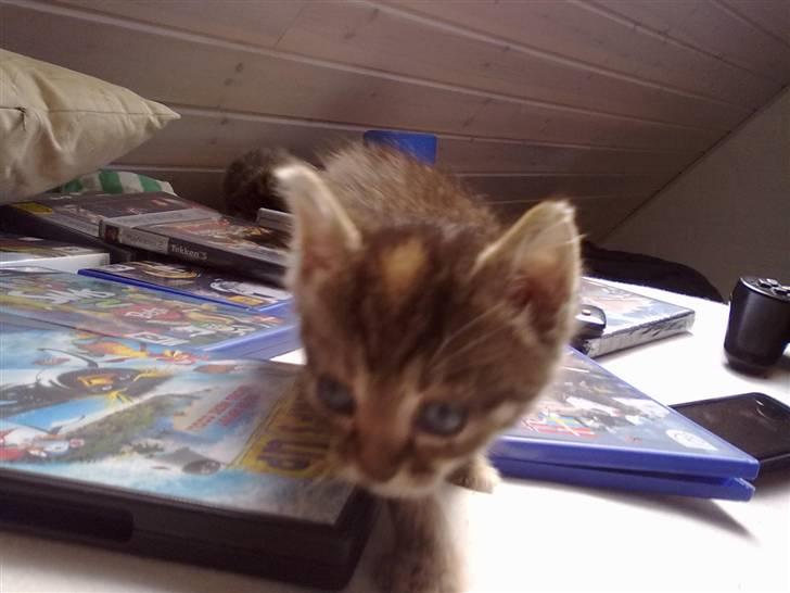 Huskat lucky billede 3