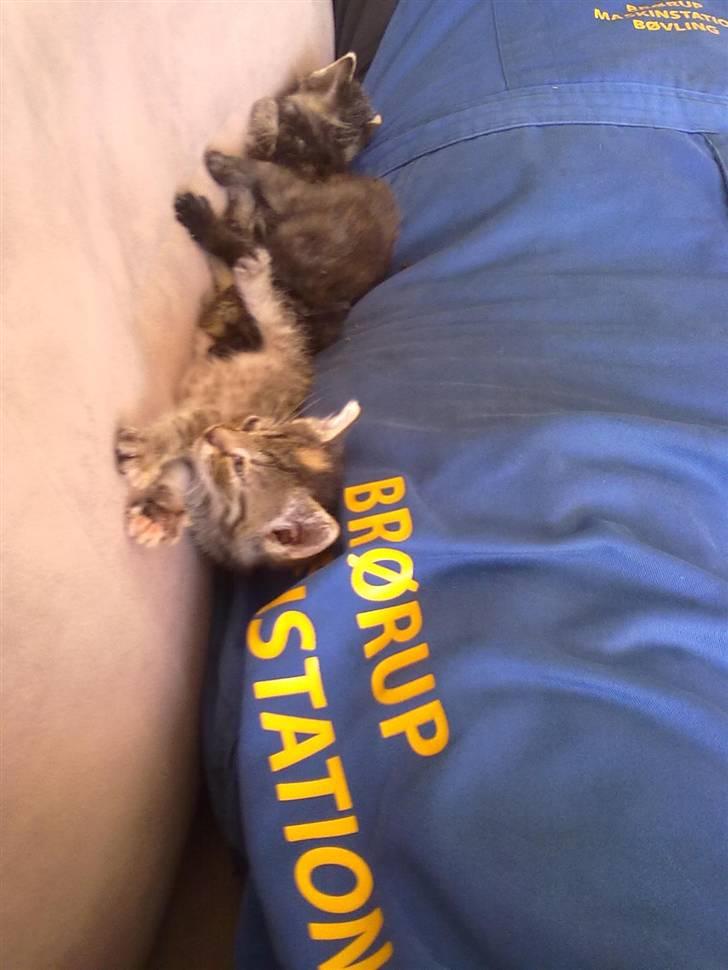 Huskat lucky billede 4