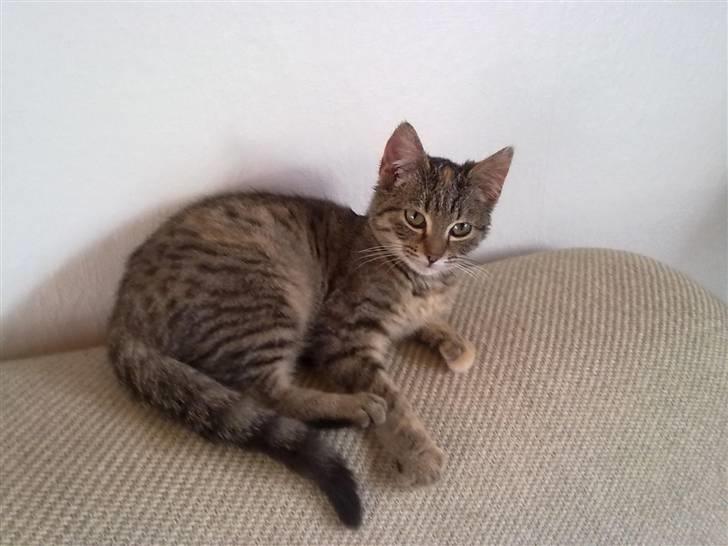 Huskat lucky billede 5