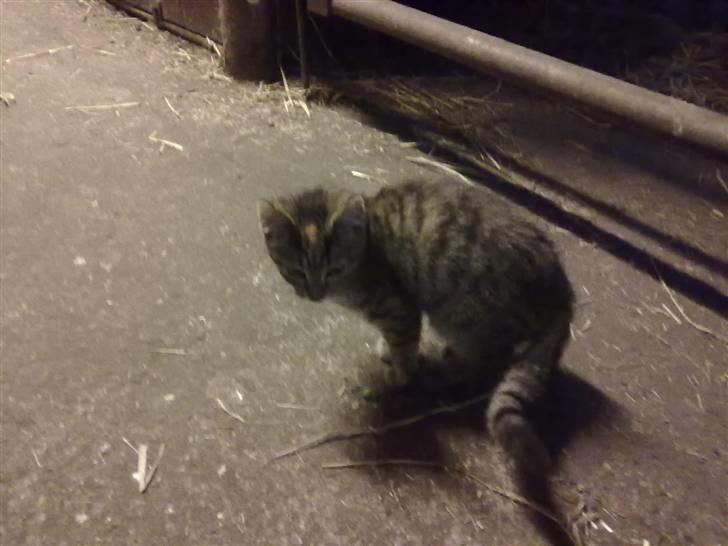 Huskat lucky billede 6