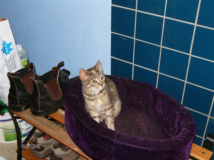 Huskat lucky billede 7