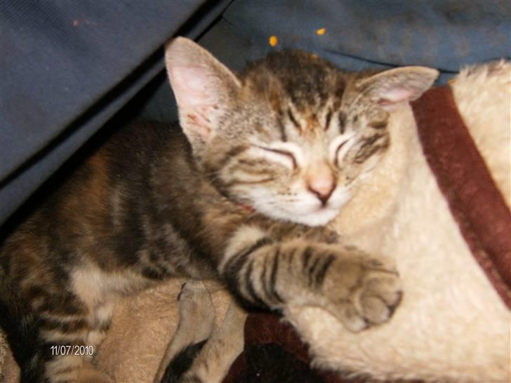 Huskat kia billede 7