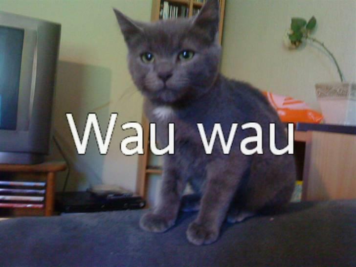 Russian Blue Wau Wau - Velkommen til Wau wau´s profil ;D billede 1