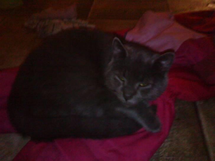 Russian Blue Wau Wau - Wau wau tager en lur på Saras flyverdragt Foto: Lullu/Mig billede 8