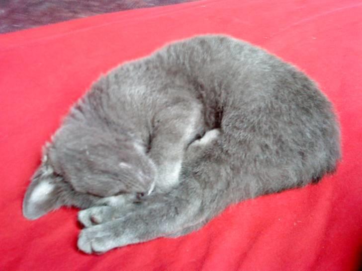 Russian Blue Wau Wau - "Åhh lad mig være jeg sover" Foto: Lullu/Mig billede 9