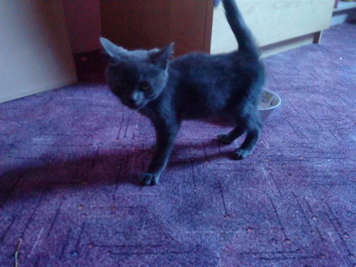 Russian Blue Wau Wau - Uhhh hvor var han lille dengang Foto: Lullu/Mig billede 2