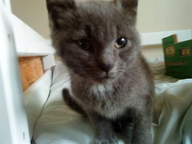 Russian Blue Wau Wau - Øhh haløj Foto: Lullu/Mig billede 5