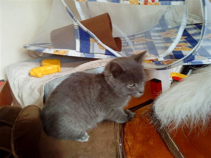 Russian Blue Wau Wau - Ride, ride ranke, hesten hedder planke ;) Foto: Lullu/Mig billede 7