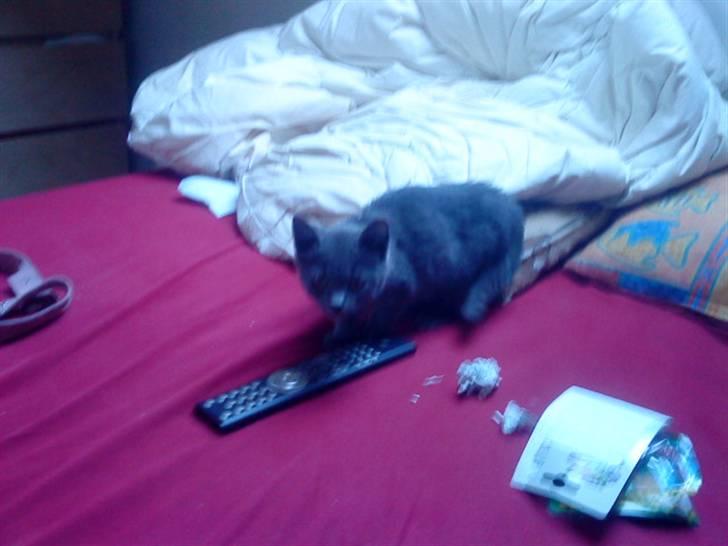 Russian Blue Wau Wau - Kongen over Tv´et Foto: Lullu/Mig billede 4