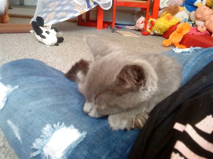 Russian Blue Wau Wau - Godnat <3<3 Foto: Lullu/Mig billede 6