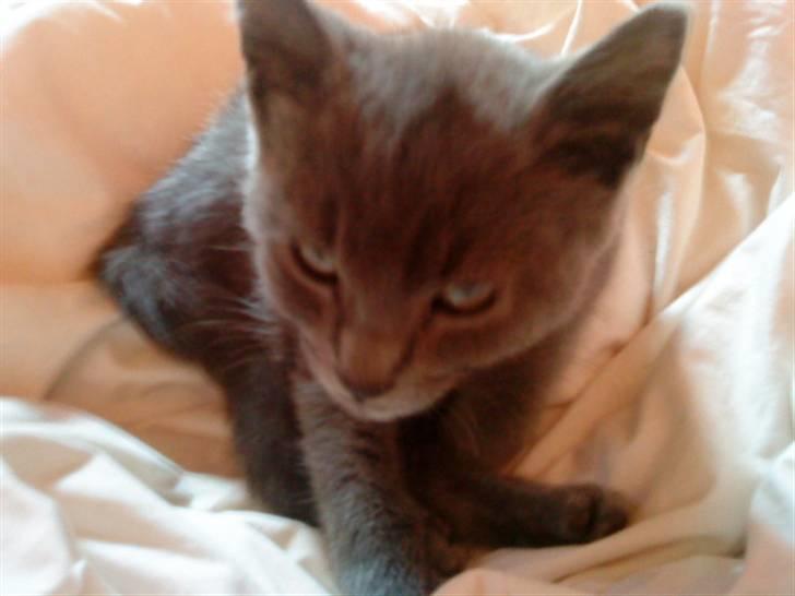 Russian Blue Wau Wau - Er han ikke bare nuser <3 Foto: Lullu/Mig billede 10