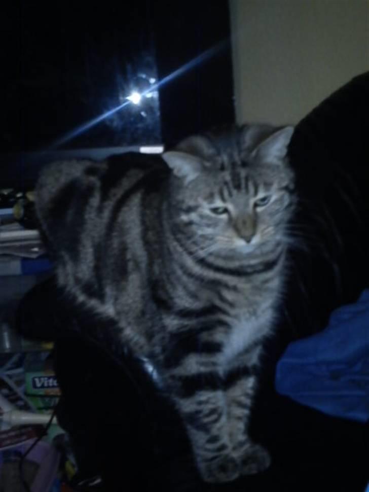 Huskat Magnus<33 - Hvad er det du har der?? <3 billede 18