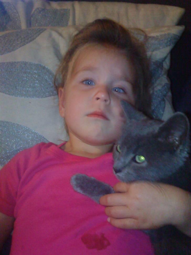 Russian Blue Wau Wau - Sara(Min lillesøster) og Smukke Wau wau Foto: Lullu/Mig billede 11