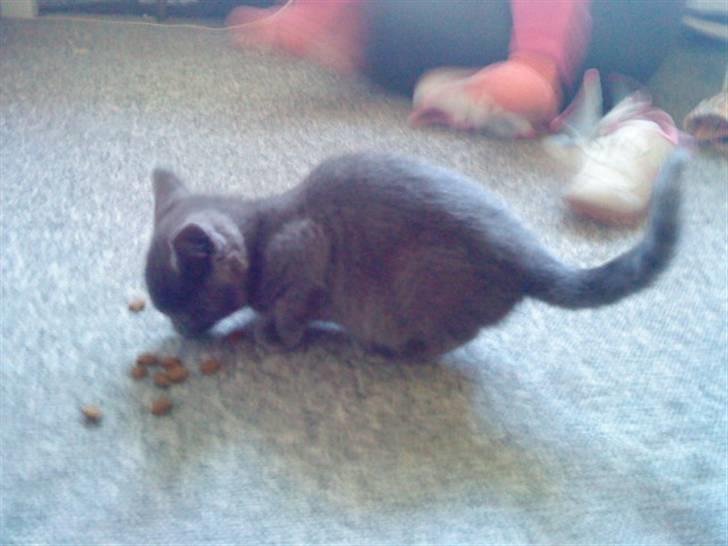 Russian Blue Wau Wau - Så lille han engang var <3 Foto: Lullu/Mig billede 3