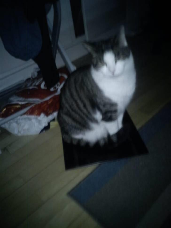 Huskat Samson - Samson frivilligt på vægten... Modig kat. billede 13