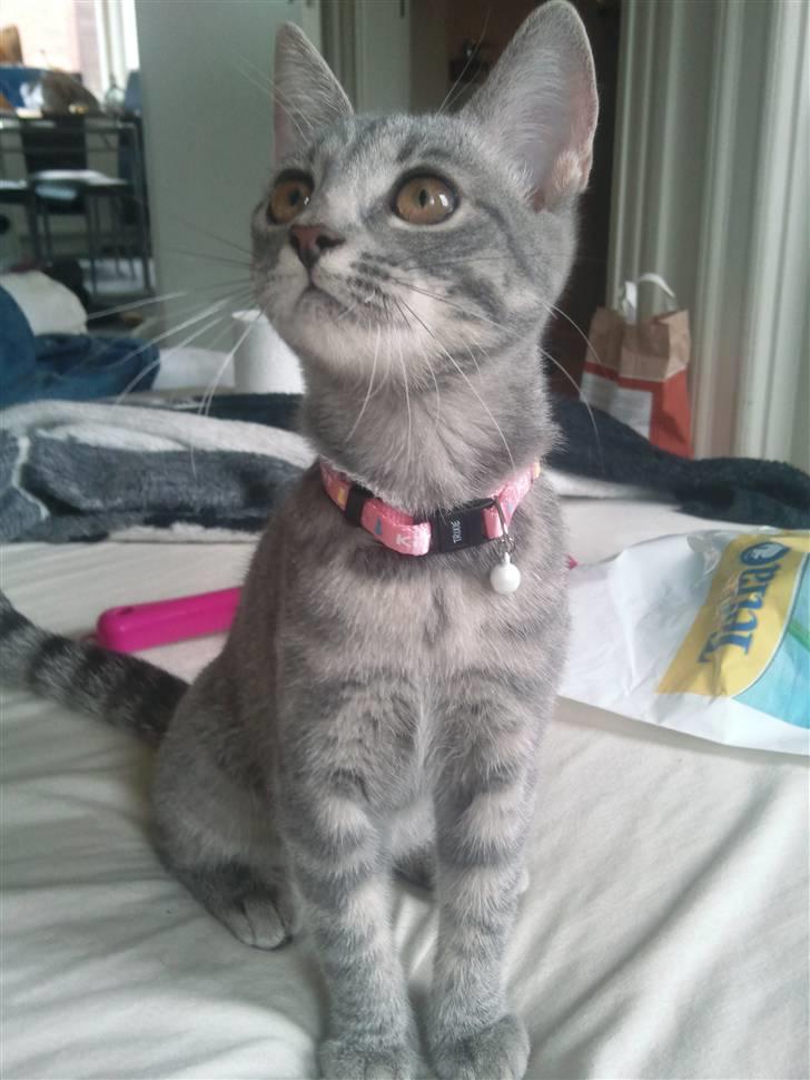 Blanding af racer Gin billede 1