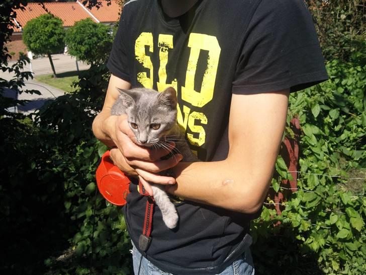 Blanding af racer Gin billede 4