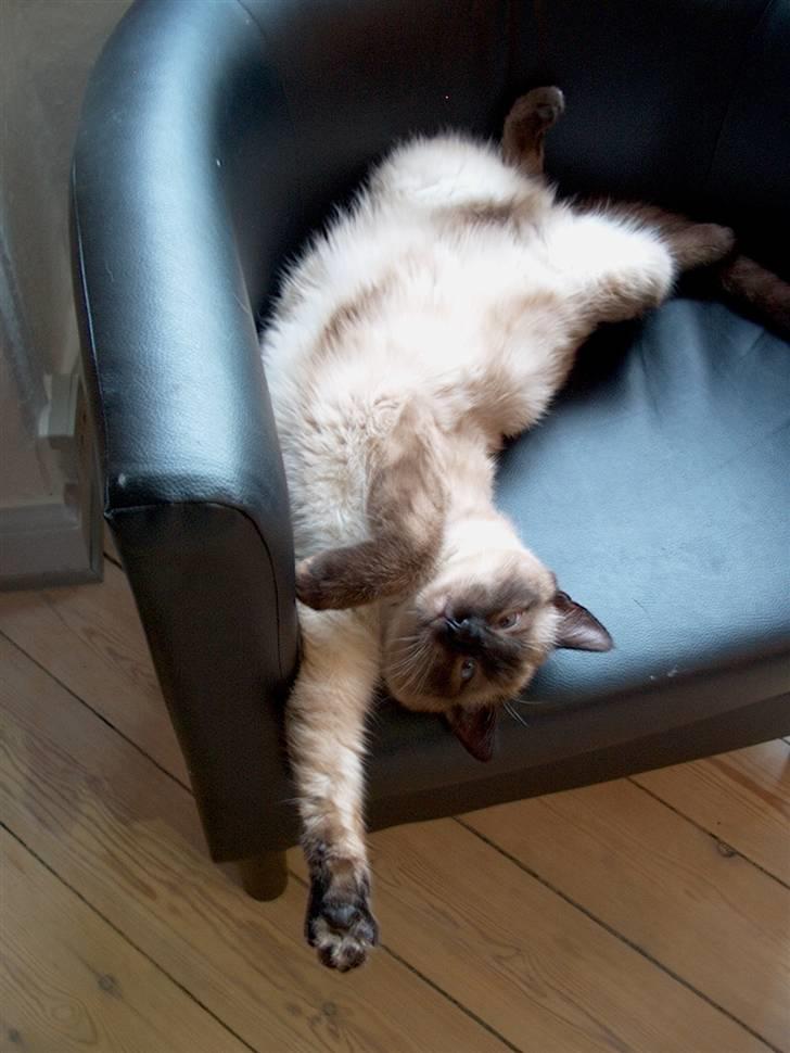 Ragdoll Fenris - Jeg elsker at ligge på ryggen og sove .. 30 uger og noget mere robust 5 kg billede 20