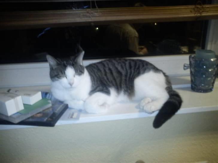 Huskat Samson - Samson i blitzen, stakkels kat ;-) billede 14