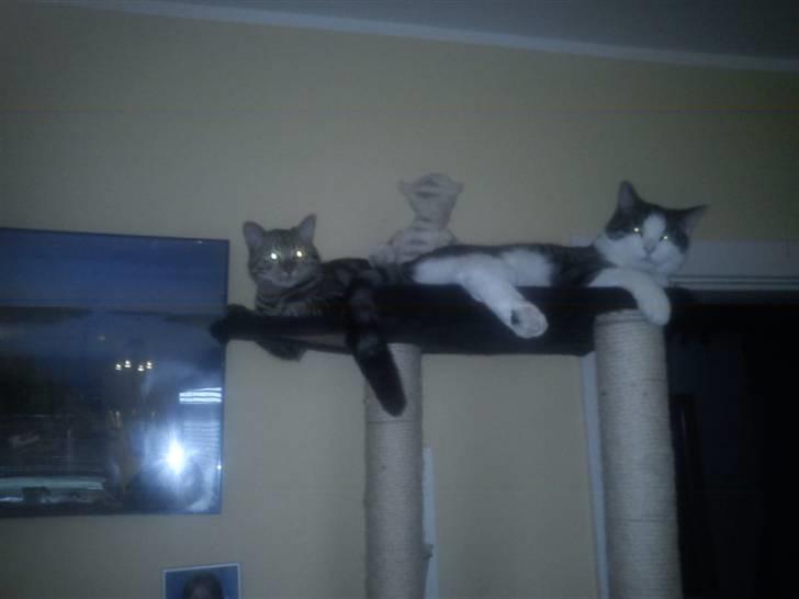 Huskat Samson - Samson og Magnus hygger øverst på kattetræet. billede 15