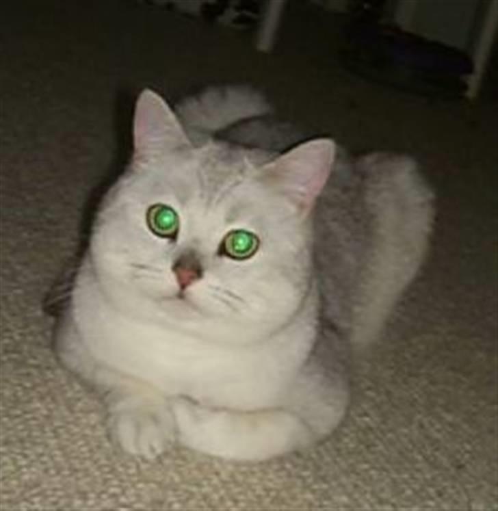 British Shorthair Bakus/Billie - er han ikke smuk, kan slet ikke stå for de smukke øjne billede 8