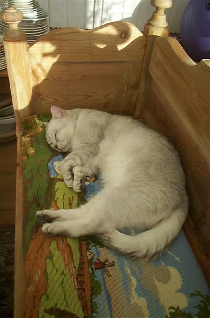 British Shorthair Bakus/Billie - hvad kan være skønnere end en middagslur i den lune udestue !? billede 9