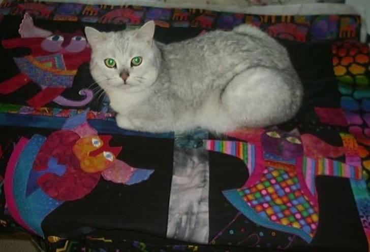 British Shorthair Bakus/Billie - mor siger det er et kattetæppe, det hun lagde på bordet,- skulle det så ikke være TIL MIG !!!! billede 10