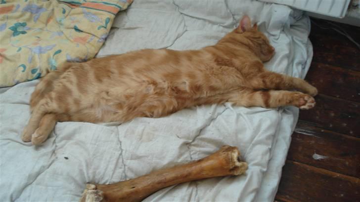 Blanding af racer tyson billede 7