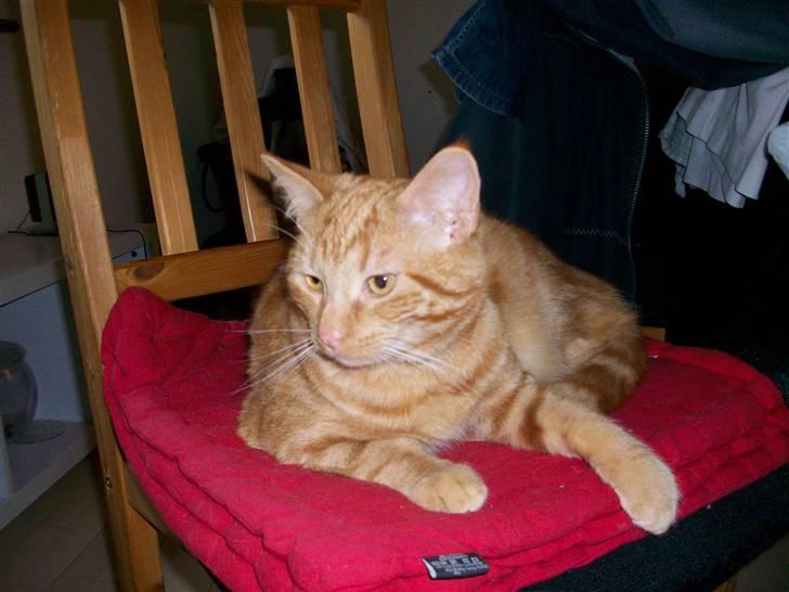 Blanding af racer tyson billede 8