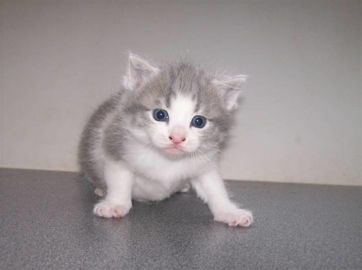 Huskat Gibbs the Silver Fox *SOLGT* - 3 uger gammel billede 16