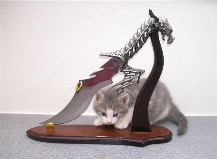 Huskat Gibbs the Silver Fox *SOLGT* - 5½ uger gammel - *Kniven er ikke skarp* billede 17