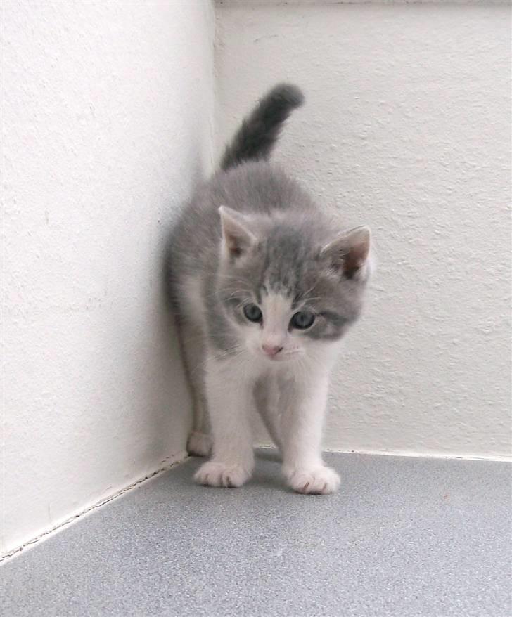 Huskat Gibbs the Silver Fox *SOLGT* - 5½ uge gammel - Uha, hvad var det for en lyd? billede 18