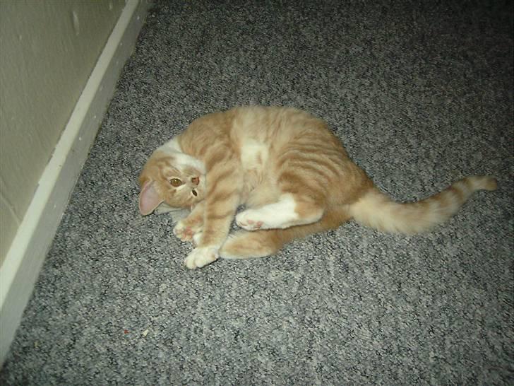 Blanding af racer Sunset  billede 1