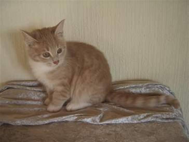 Blanding af racer Sunset  billede 3