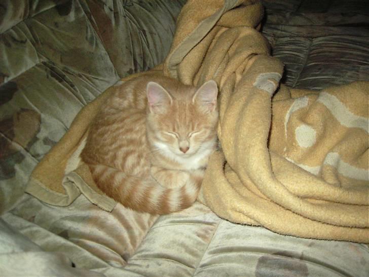 Blanding af racer Sunset  billede 4