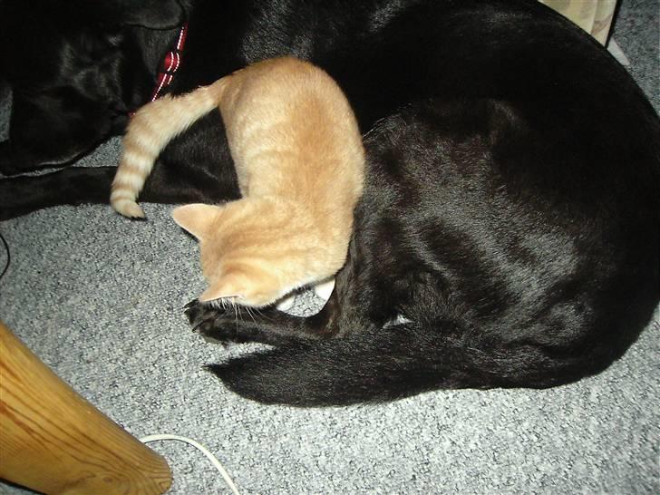 Blanding af racer Sunset  billede 5