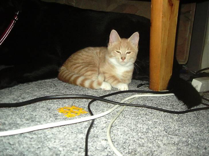 Blanding af racer Sunset  billede 6